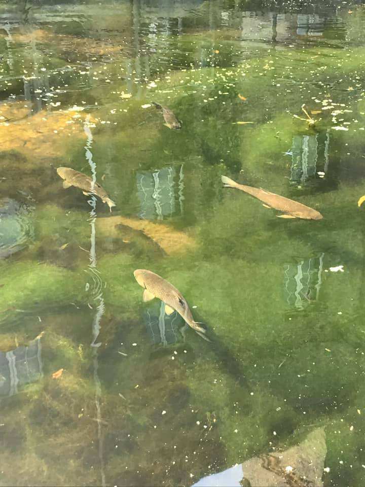 Carp in the clear water of the river