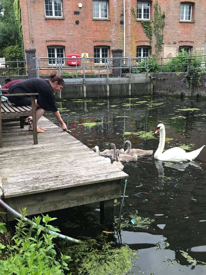 Swans and cygnets at the wooden jetty below the old mill