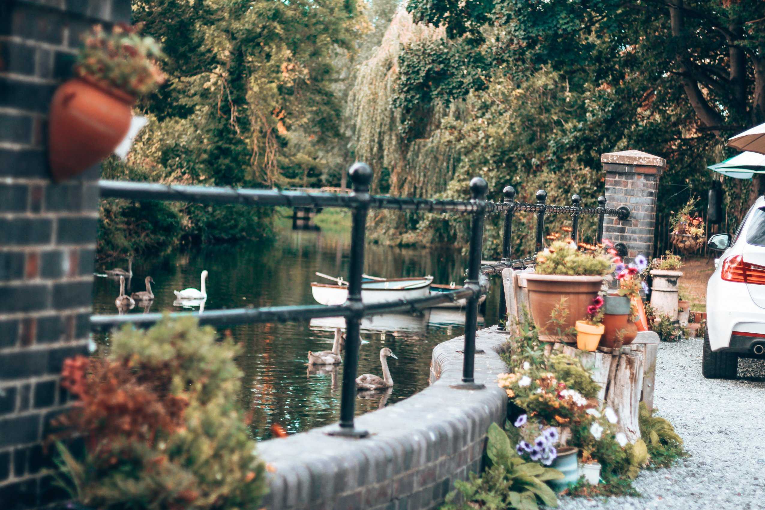 Swans on the river beside the hotel railings and flower tubs