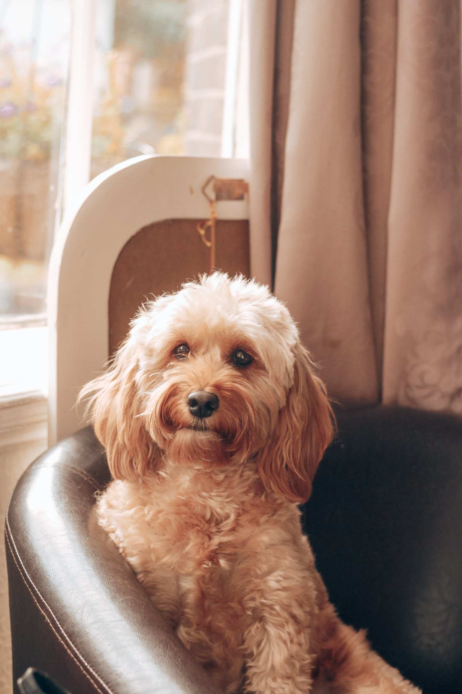 A small dog curled up on a chair at the hotel