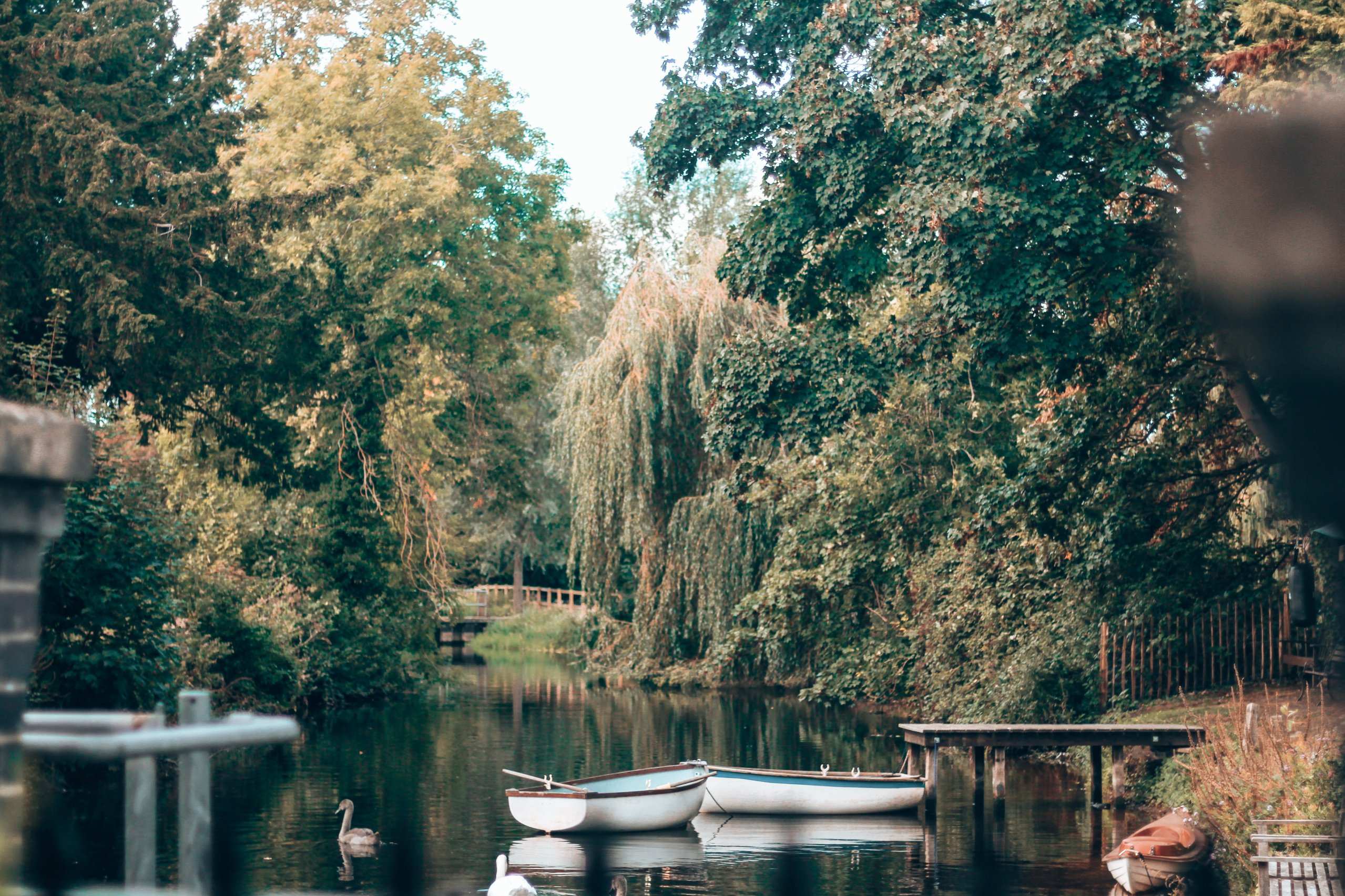 Willows over the river beside the hotel