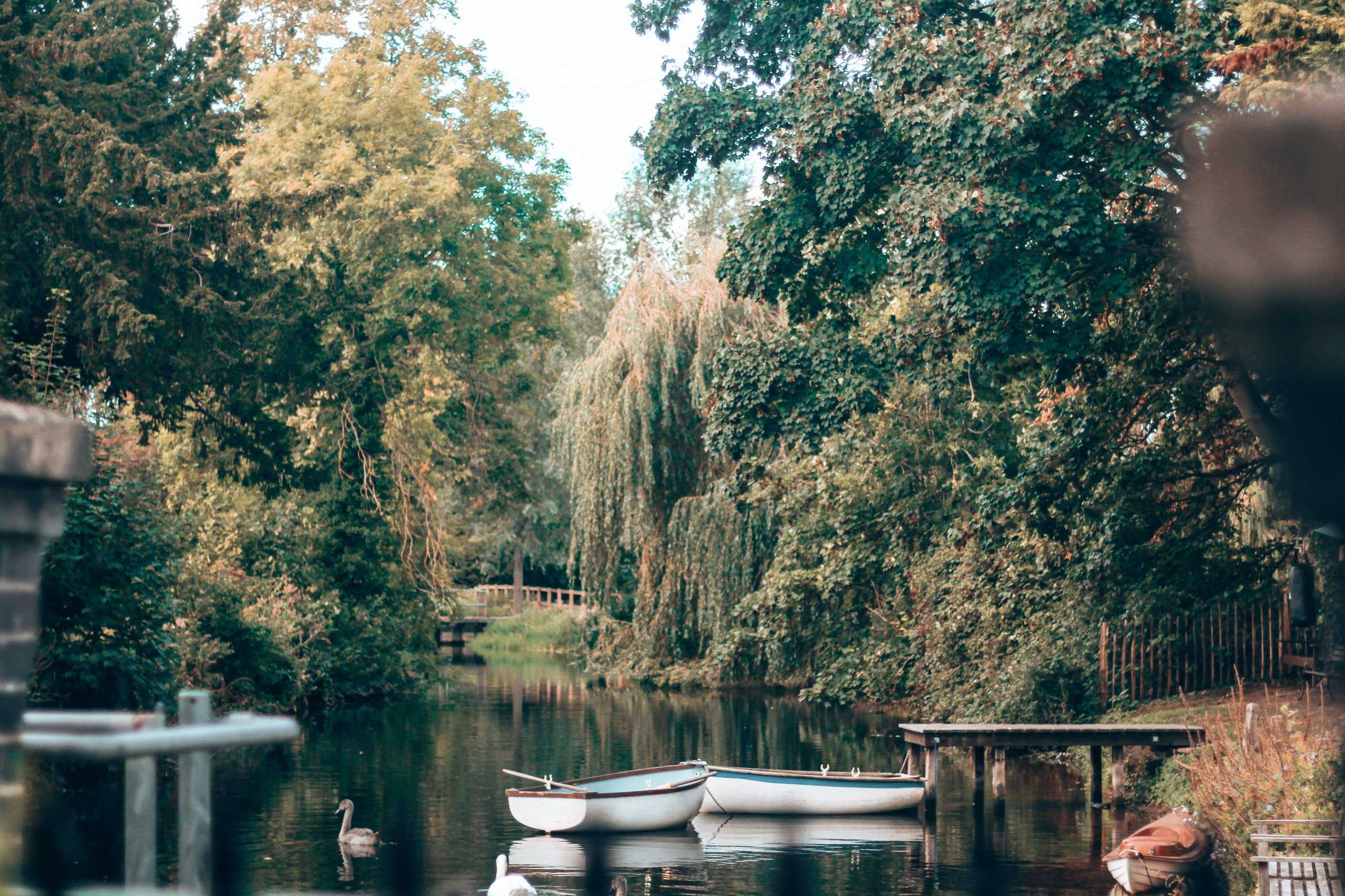 Willows over the river beside the hotel